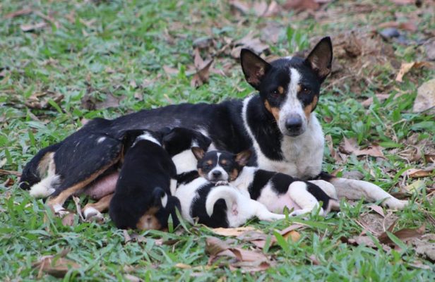 Buying A Puppy During Covid | Sash-Tag