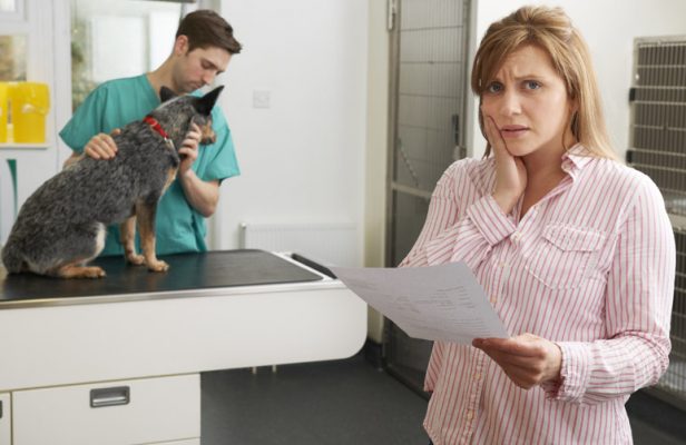 Confused About Pet Insurance | Sash-Tag