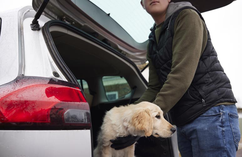 Dog Theft Blog | Sash-Tag