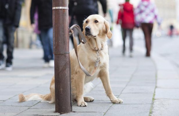 Why You Shouldn't Leave Your Dog Unattended | Sash-Tag