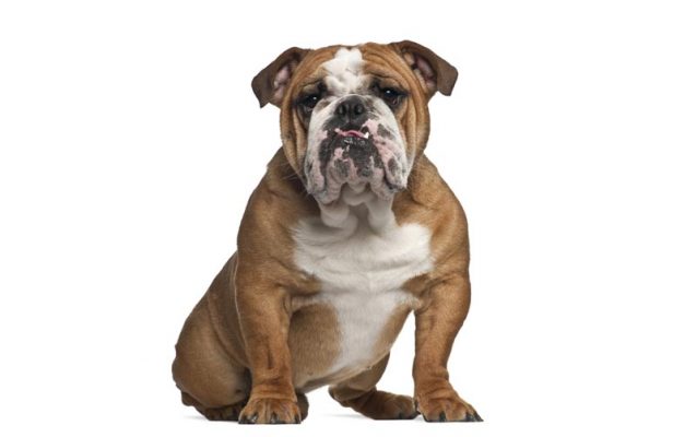 English Bulldog | Sash-Tag