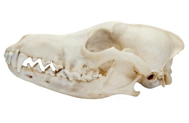 Normal Dog Skull Blog | Sash Tag