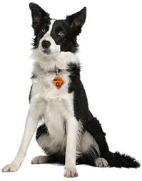 Sash Tag Dog | Sash Tag